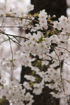 桜華狂咲