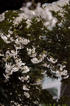 桜華狂咲