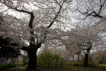 桜華狂咲