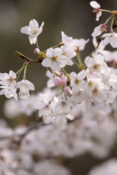 桜華狂咲