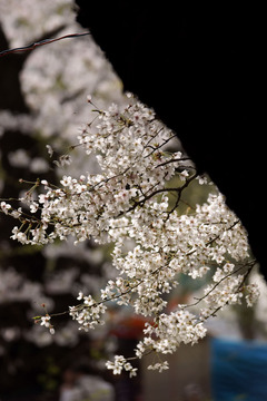 桜華狂咲