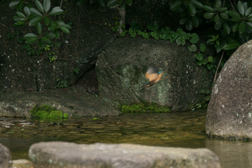 カワセミ