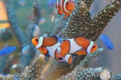 Sony Aquarium