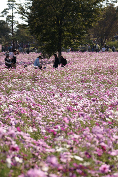 秋桜