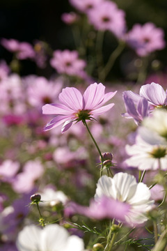 秋桜
