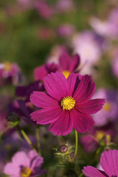 秋桜