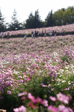 秋桜