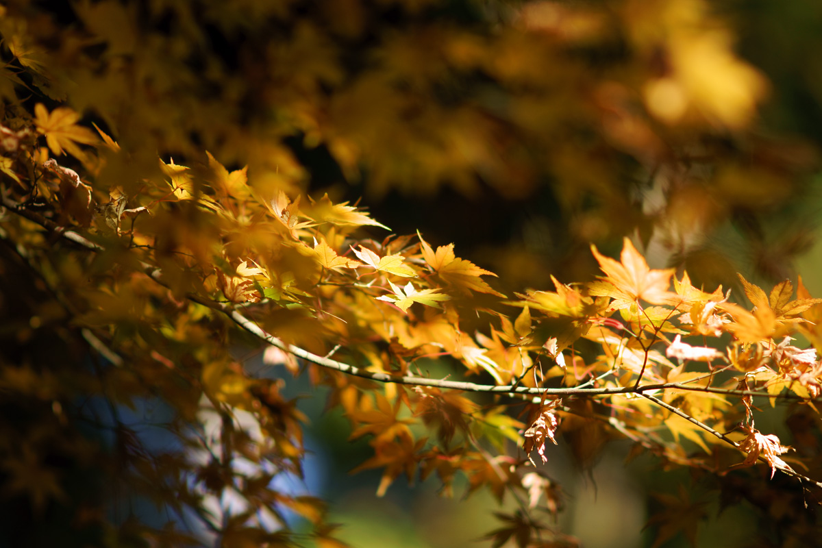 鎌倉の秋 (1) b's monolog