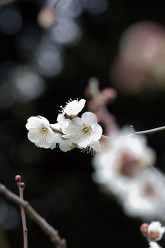 池上梅園