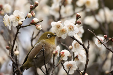 池上梅園