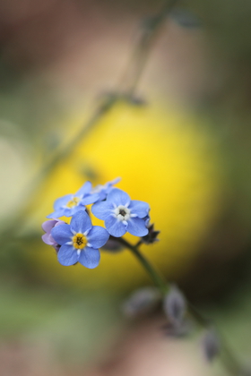 EF100mm F2.8 MACRO