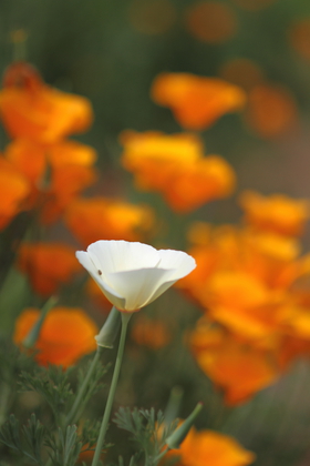 Positive colors