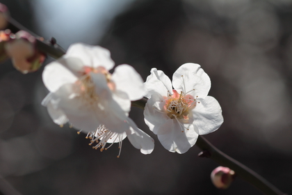 Winter into Spring