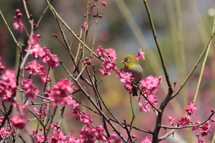 Winter into Spring